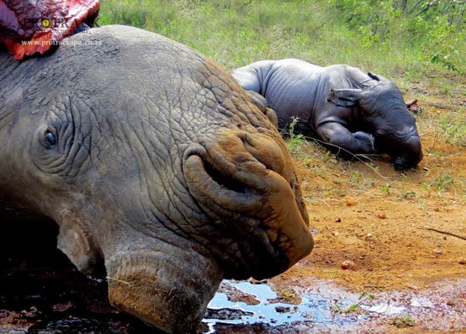 Poachers removed this unborn calf from its mother and removed its horn, too.