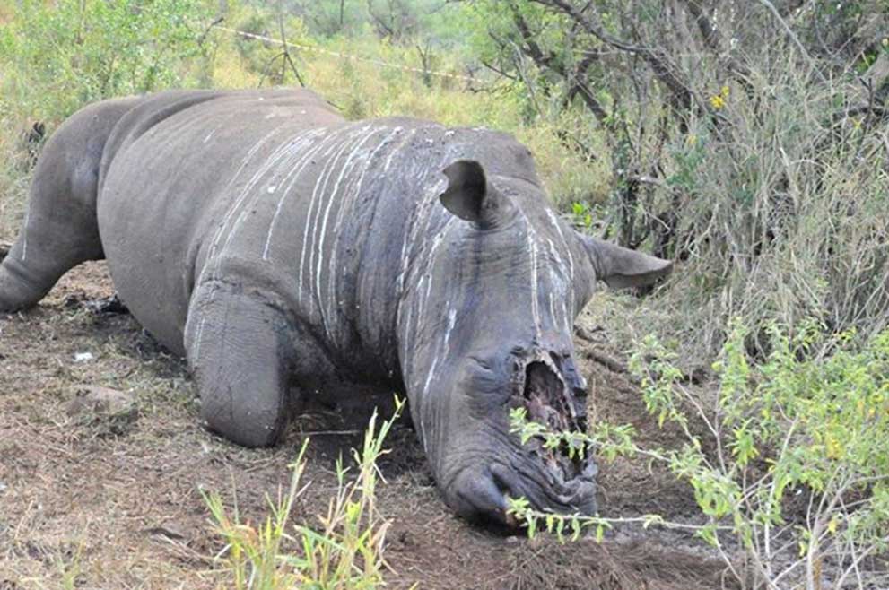 To get the complete horn, poachers cut off part of the rhino's snout.