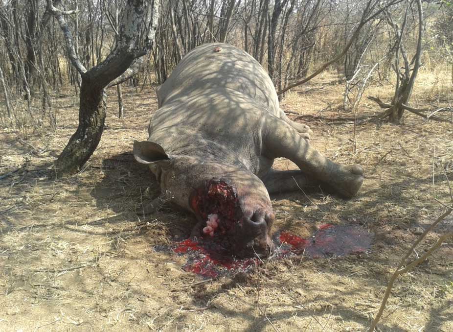 Another mutilated rhino.